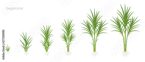 Crop stages of Sugarcane. Growing sugar cane plant used for sugar production. Vector Illustration animation progression.
