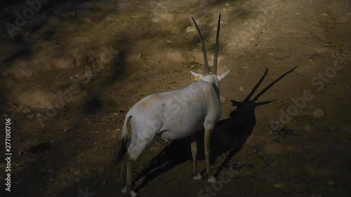 An Arabian oryx (Oryx leucoryx)  critically endangered resident of the Arabian Gulf stands in the hot desert sand at night looking around  in Al Ain, United Arab Emirates. photo