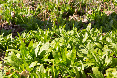 In spring the first bear's garlic grows in light beech forests