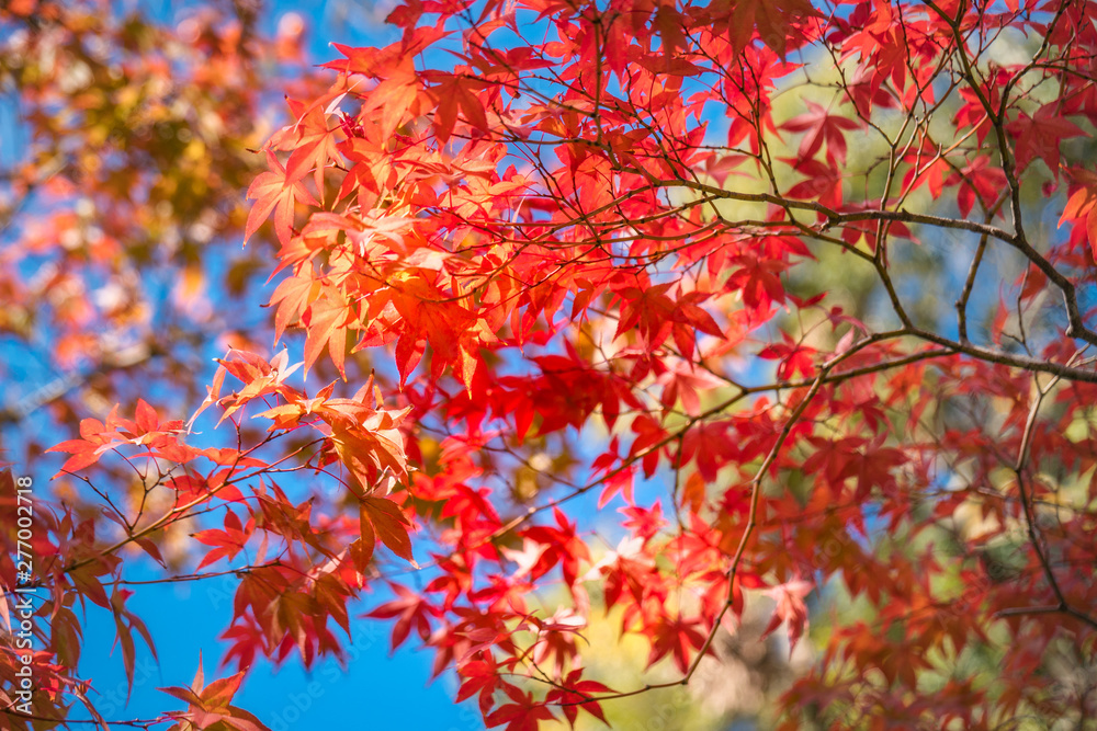 Autumn foliage in a maple tree at Kinkaku-ji Zen Garden in Kyoto, Japan. Going out to see the fall colors is one of the most popular experience to have in Japan. Autumn foliage in a maple tree at Kinkaku-ji Zen Garden in Kyoto, Japan. Going out to see the fall colors is one of the most popular experience to have in Japan.