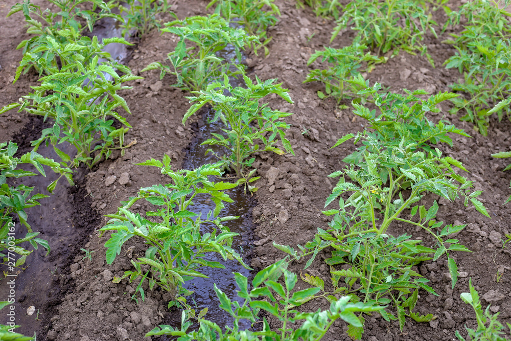 The process of watering a tomato in the garden The process of watering a tomato in the garden