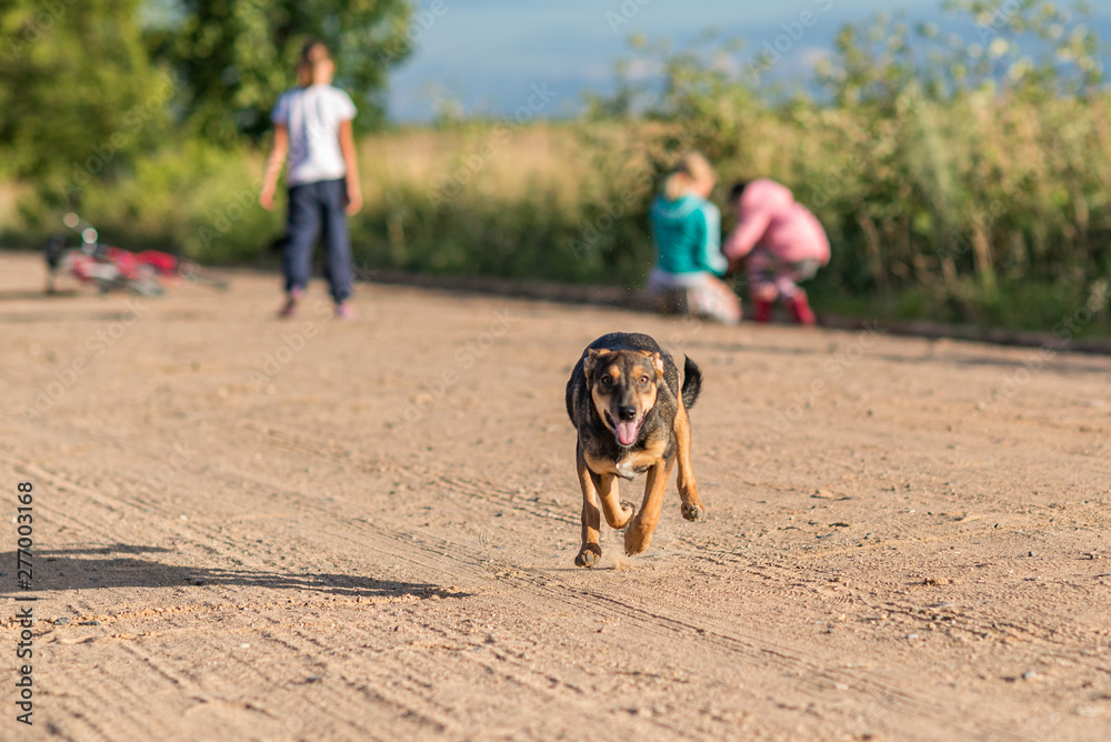 A stray dog runs along the road.