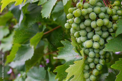 Close up of bunch of green grapes