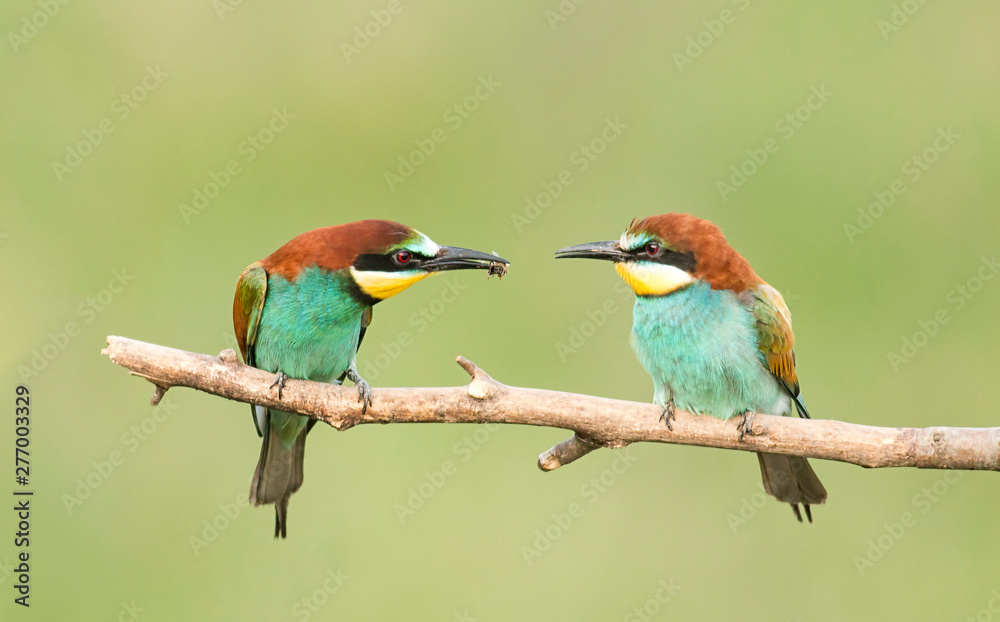 Fototapeta premium Common Bee-eaters pair in breeding performance 
