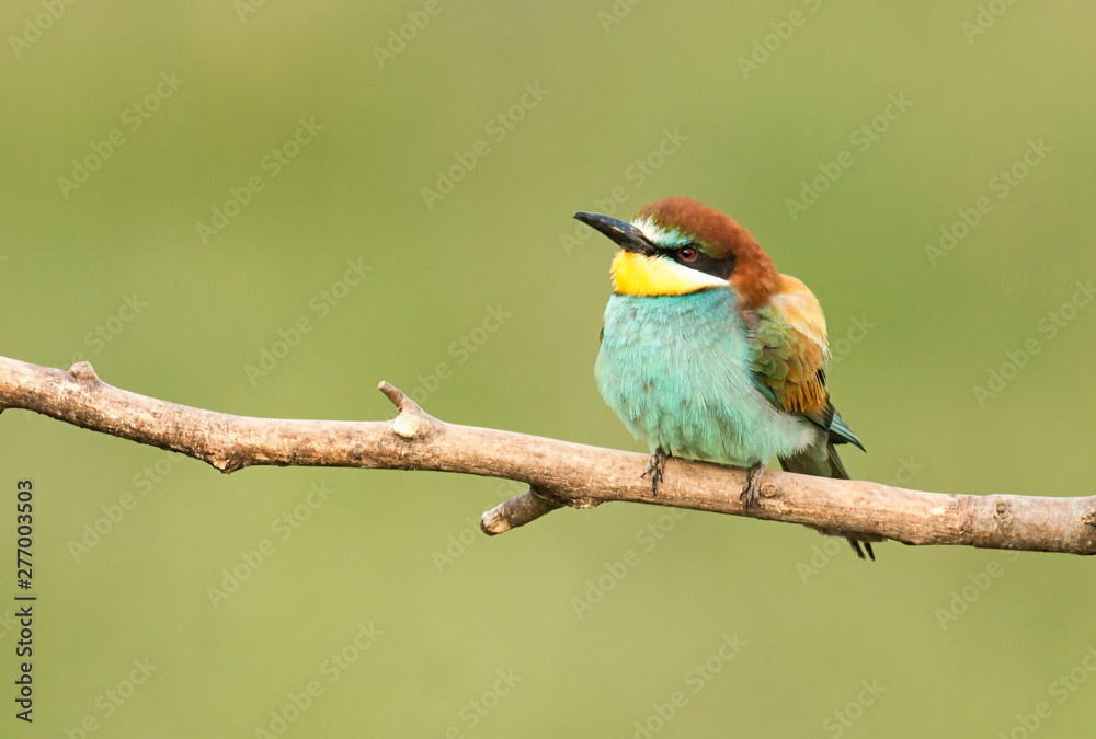 Common Bee-eaters pair in breeding performance Common Bee-eaters pair in breeding performance
