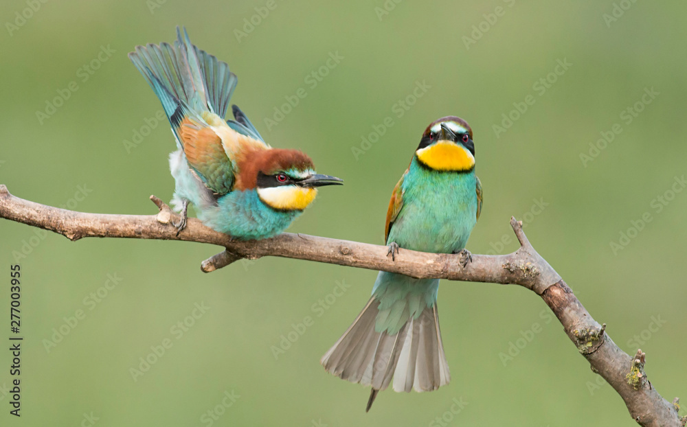 Fototapeta premium Common Bee-eaters pair in breeding performance