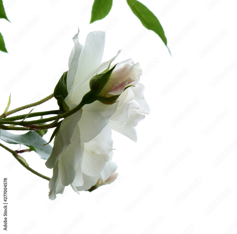 Fototapeta premium Weiße Rosen vor hellen Hintergrund isoliert - Kletterosen - Rosenstrauch