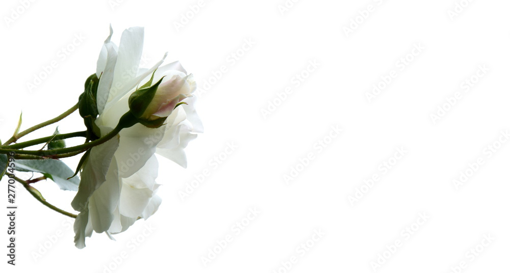 Fototapeta premium Weiße Rosen vor hellen Hintergrund isoliert - Kletterosen - Rosenstrauch