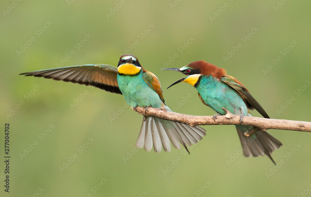 Obraz premium Common bee-eater pair in breeding season
