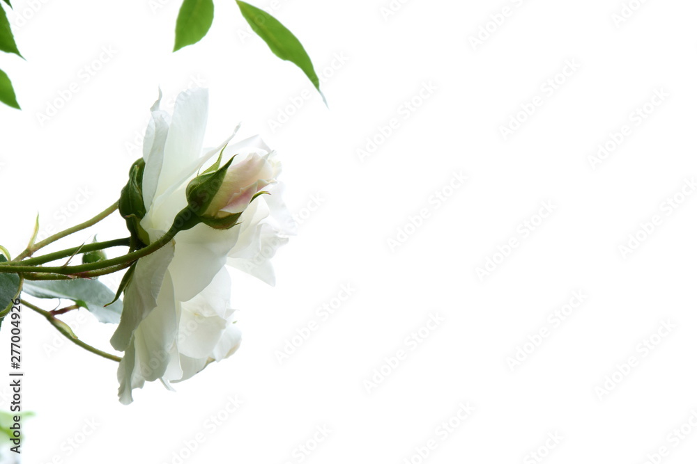 Weiße Rosen vor hellen Hintergrund isoliert - Kletterosen - Rosenstrauch