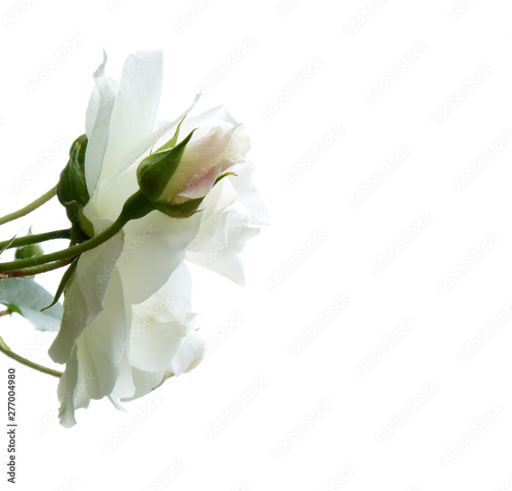 Weiße edle Rosen vor hellen Hintergrund
