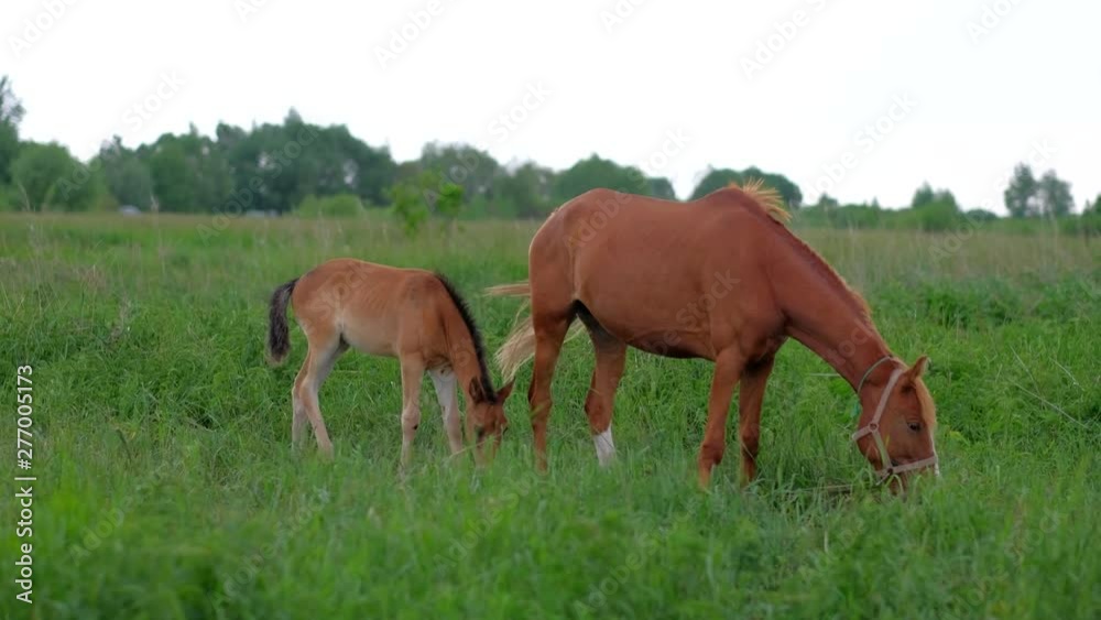 Young Horse Colt and her Mother grazing on field, eat green grass. Concept of animal husbandry. 4k uhd. Young Horse Colt and her Mother grazing on field, eat green grass. Concept of animal husbandry. 4k uhd.