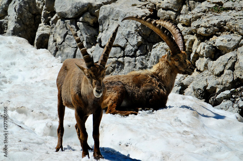 ibex in the French Alps © franck