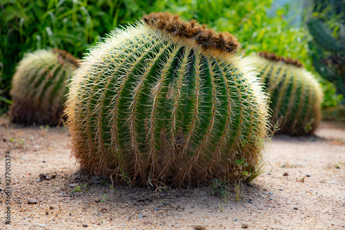 Fat Cactus