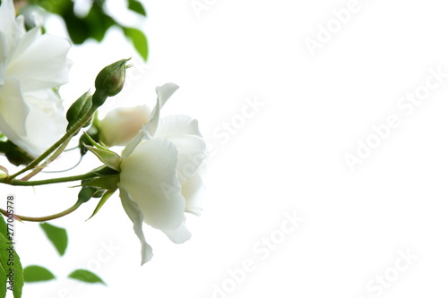 Weiße edle Rosen vor hellen Hintergrund