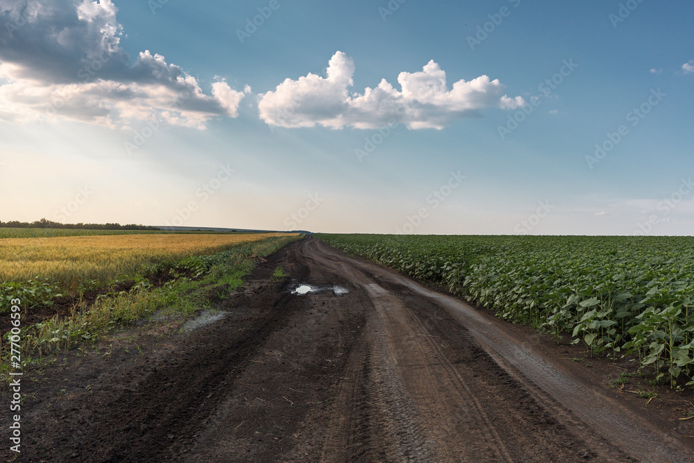 Country dirt road among fields of sunflowers and wheat. Field young sunflower. Blue sky with feathery clouds.