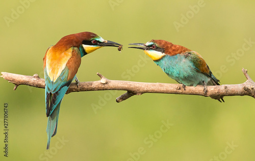 Common bee-eater pair in breeding season