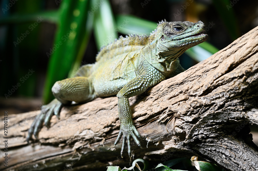 Hydrosaurus amboinensis - detail of a green lizard on a tree trunk. Hydrosaurus amboinensis - detail of a green lizard on a tree trunk.