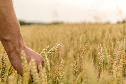 Man s hand holding barley. Agriculture. Sunset. Farmer touching his crop with hand in a golden wheat field. Harvesting  organic farming concept. Selective focus.