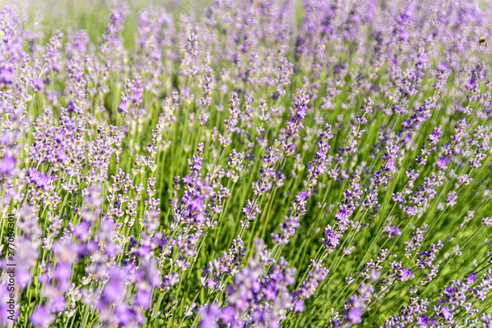 Lavender flowers at bloomed purple lavender field before sunset. Selective focus. Lavender flowers at bloomed purple lavender field before sunset. Selective focus.
