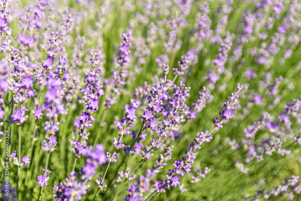 Lavender flowers at bloomed purple lavender field before sunset. Selective focus. Lavender flowers at bloomed purple lavender field before sunset. Selective focus.