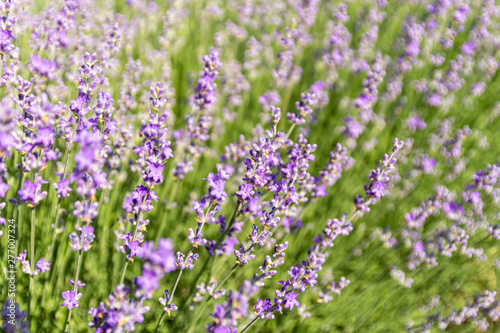 Lavender flowers at bloomed purple lavender field before sunset. Selective focus.