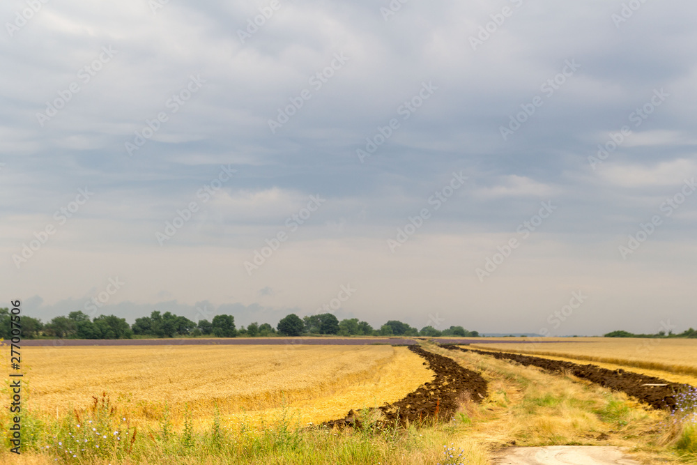 Field of Golden wheat and lavender under the cloudy blue sky, rural countryside.