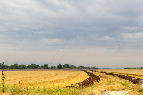 Field of Golden wheat and lavender under the cloudy blue sky  rural countryside.