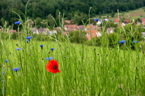 Flower meadow along the long-distance hiking trail Neckarsteig in Germany photo