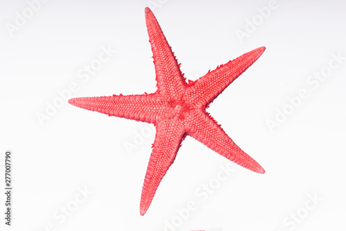 Pinkish Red Starfish isolated on White