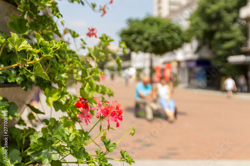 Stand with blossoming bright Ivy-leaved pelargoniums (Pelargonium peltatum) in city area. Urban style. Close up. Selective focus.