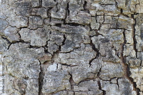 Bark old wood texture background. © naiauss