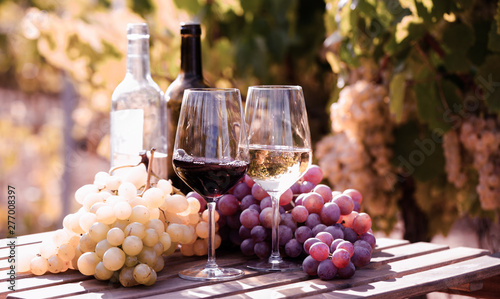 glasses of red and white wine and ripe grapes on table in vineyard photo