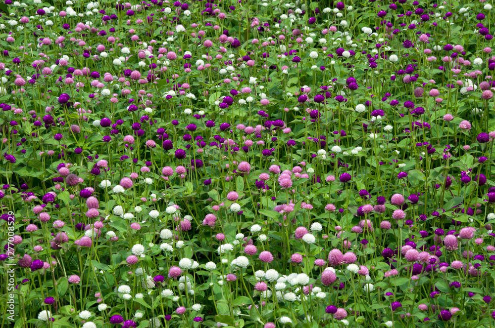 Sydney Australia, flower bed of globe amaranth flowers native to Brazil, Panama and Guatemala