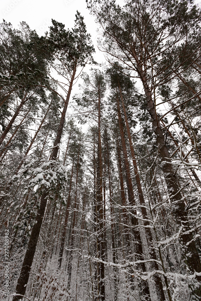 Fototapeta premium winter day after a snowfall
