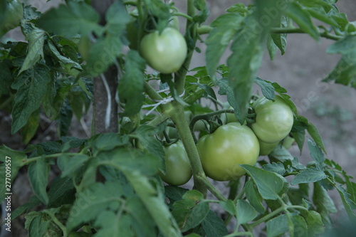 unripe green organic tomatoes with green leaves growing in a garden in a field. Horticultural crops. Agricultural background.