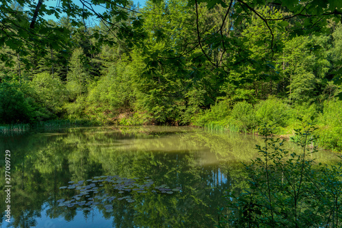 Forest landscape along the Neckarsteig long-distance hiking trail in Germany © crimson