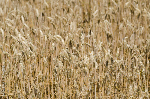 the wheat field and a symbol of abundance  from the wheat we get the flour with which we create the main foods like bread  cakes  pizza.