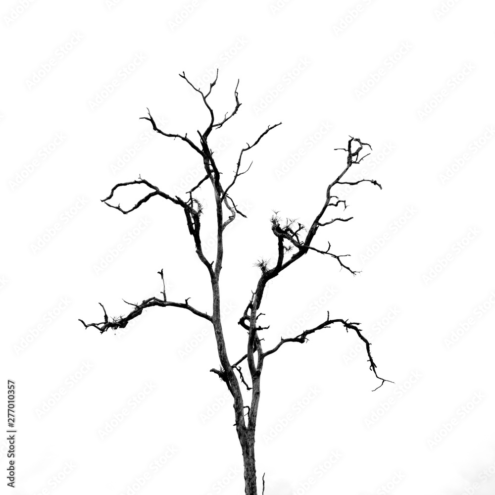 Fototapeta premium Dead Tree without Leaves on white