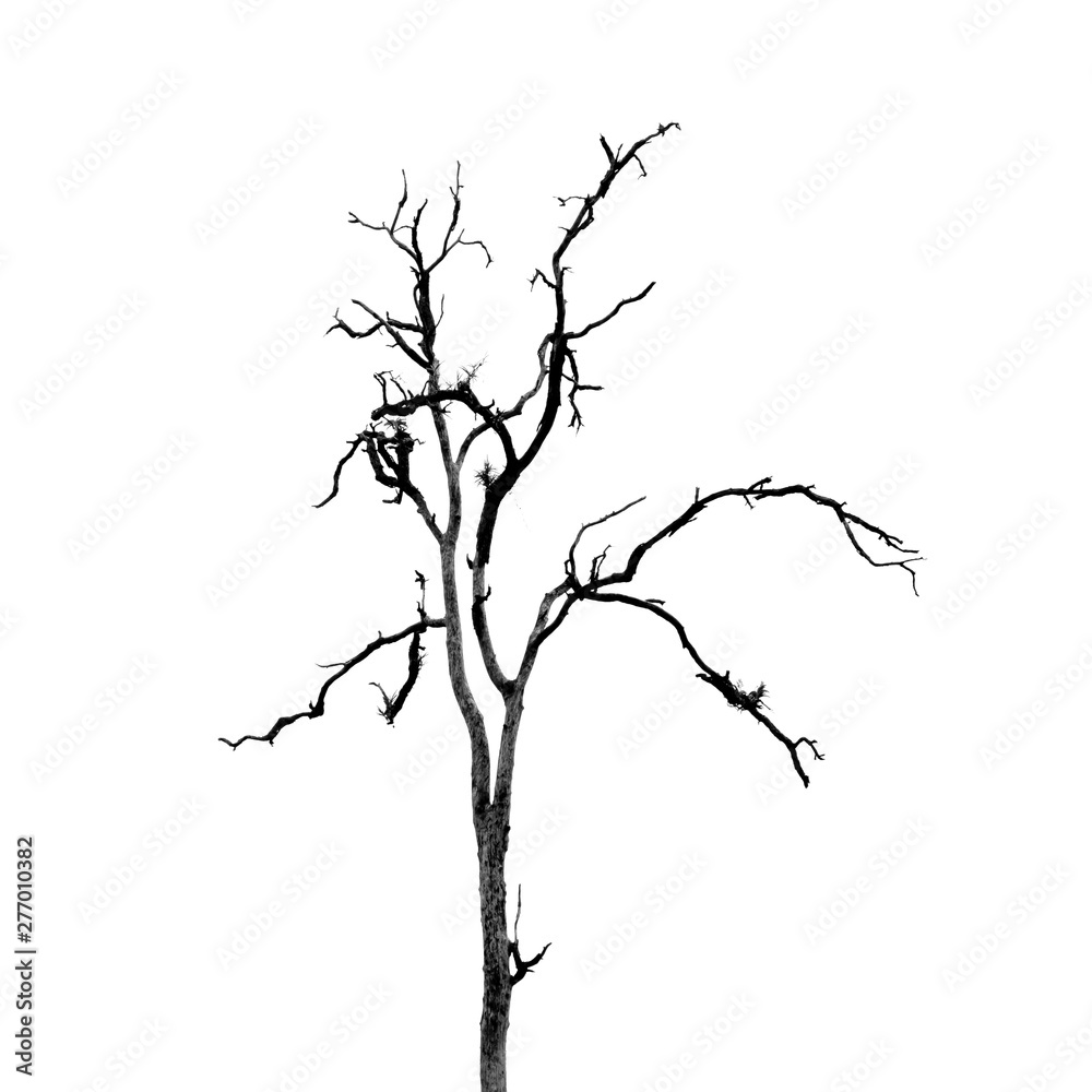 Dead Tree without Leaves on white Dead Tree without Leaves on white