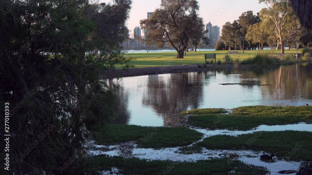 Waterfowl swim in a picturesque pond.  Beyond is a park with bike riders, and people relaxing in distance. A river and is city visible through the tree in the background