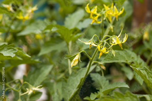 tomato blooms with yellow flowers