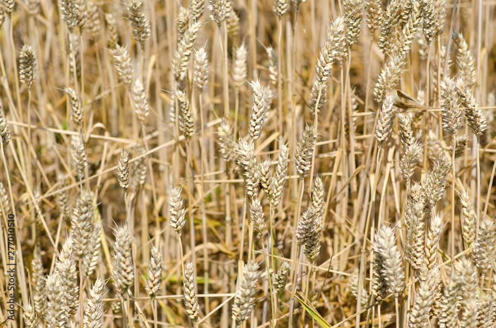Fototapeta premium wheat field stretches as far as the eye can see, the ears swaying under the caress of the wind like a golden sea. The sunlight illuminates each ear, and fertile land is promises of abundance and food.