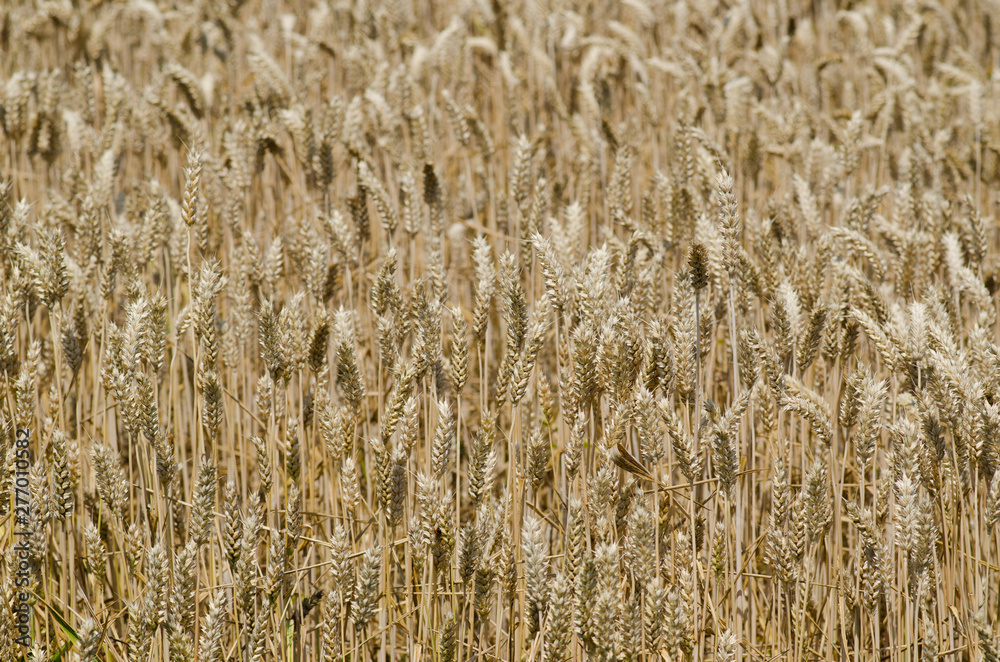 wheat field stretches as far as the eye can see, the ears swaying under the caress of the wind like a golden sea. The sunlight illuminates each ear, and fertile land is promises of abundance and food. wheat field stretches as far as the eye can see, the ears swaying under the caress of the wind like a golden sea. The sunlight illuminates each ear, and fertile land is promises of abundance and food.