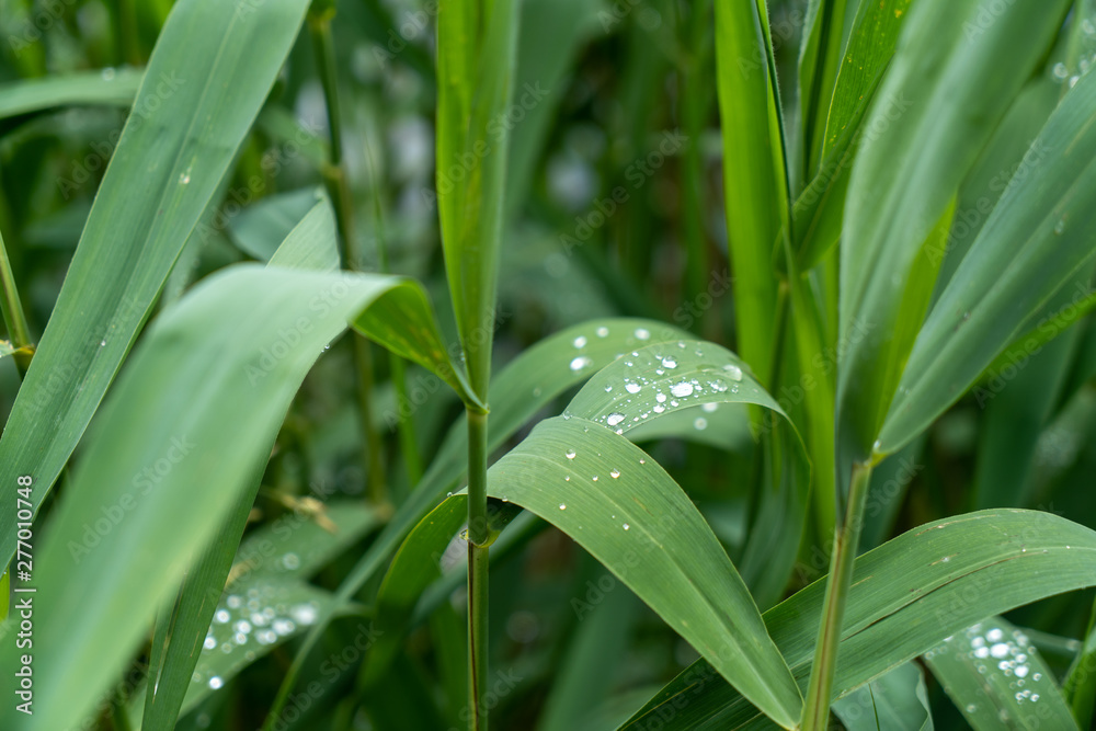 Fototapeta premium Pfrunger Ried bei Ostrach