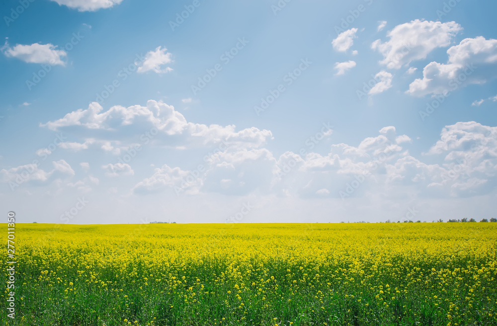 Yellow fields, flowers of rape, colza. Agriculture.