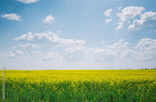 Yellow fields  flowers of rape  colza. Agriculture.