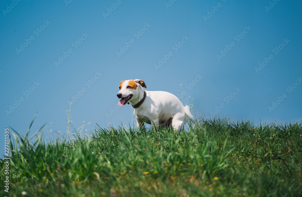 Cute Jack Russell Terrier dog doing his toilet in grass