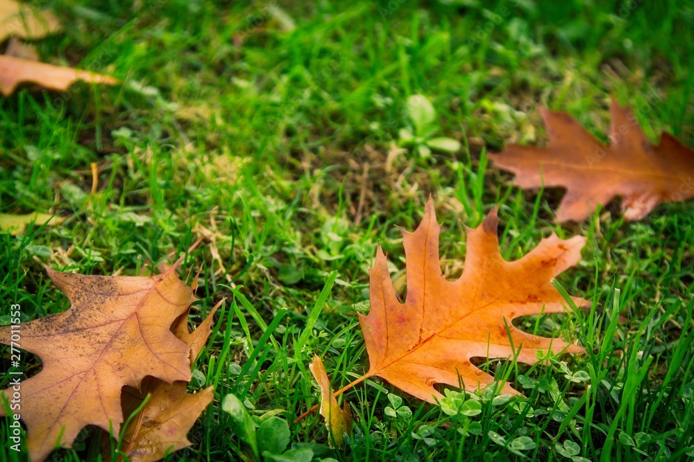 fallen autumn leaves on the grass, autumn concept fallen autumn leaves on the grass, autumn concept