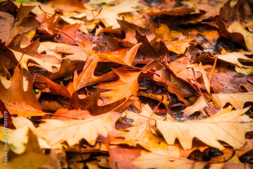 fallen autumn leaves on the grass, autumn concept fallen autumn leaves on the grass, autumn concept